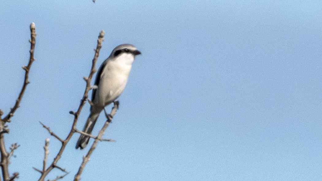 Great Gray Shrike